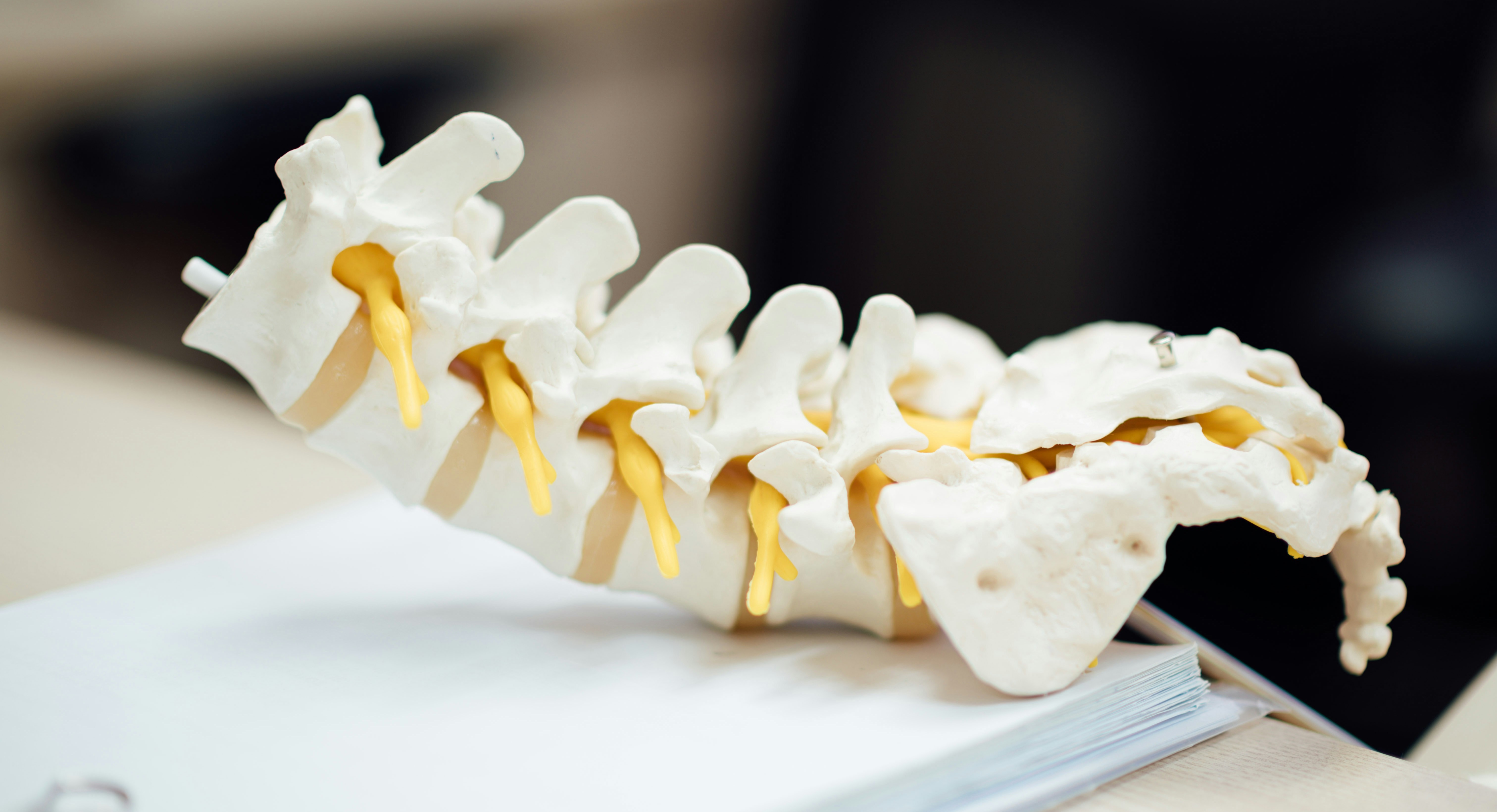 Vertebral Pathologies Anatomy & Pathology of the vertebral column & Spinal Cord